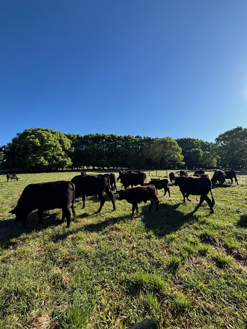 Upload a picture (optional)