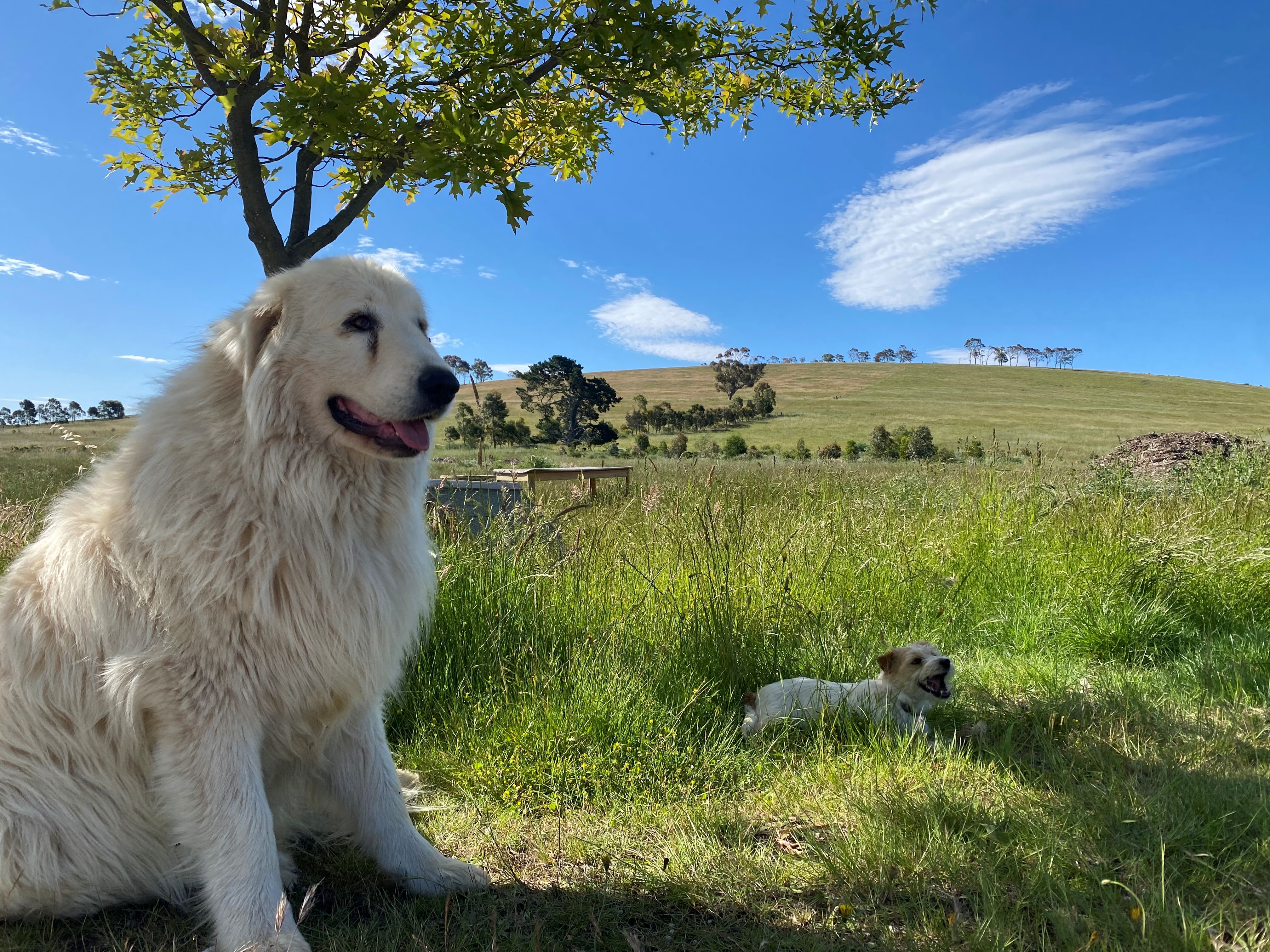 Upload a picture (optional)