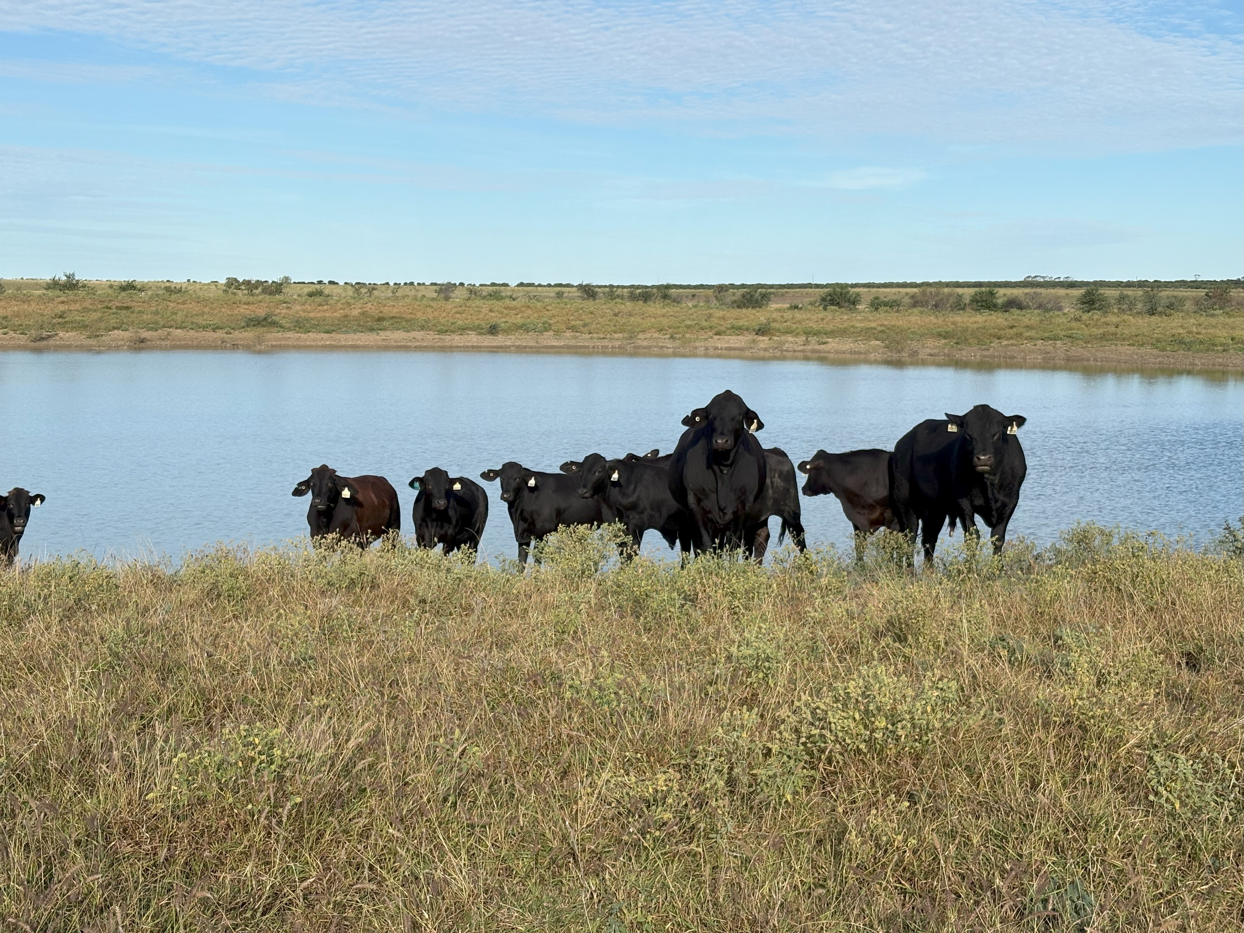 Upload a picture (optional)